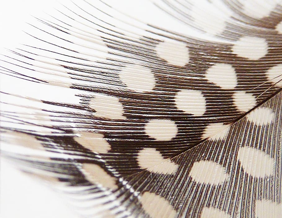 pattern, background, texture, feather, white, corpses, lightweight HD wallpaper