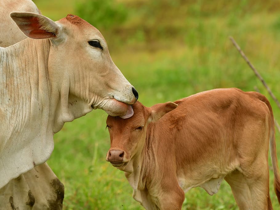 love, calf, livestock, ruminant, cattle, cows, meadow, farm, HD wallpaper