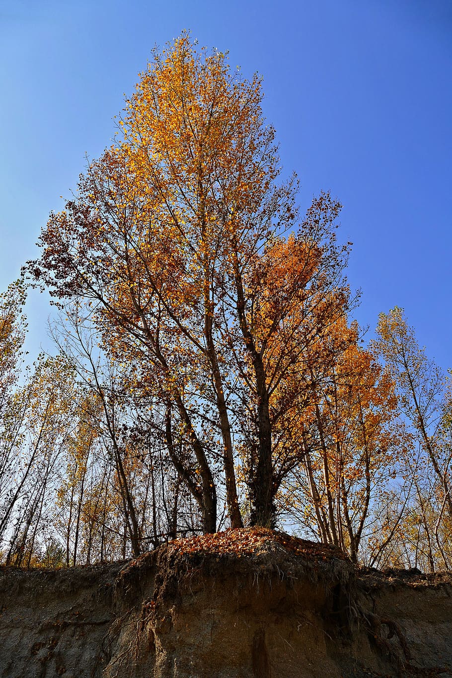 tree, poplar, reef, nature, forest, autumn, plant, low angle view