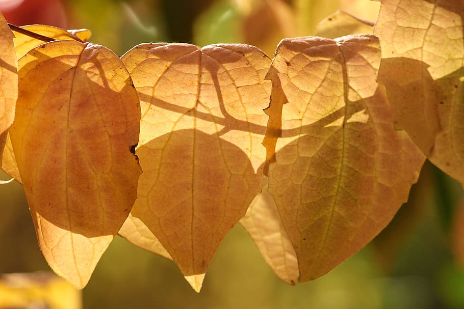 fall foliage, brown, orange, light, shadow, shadow play, autumn HD wallpaper