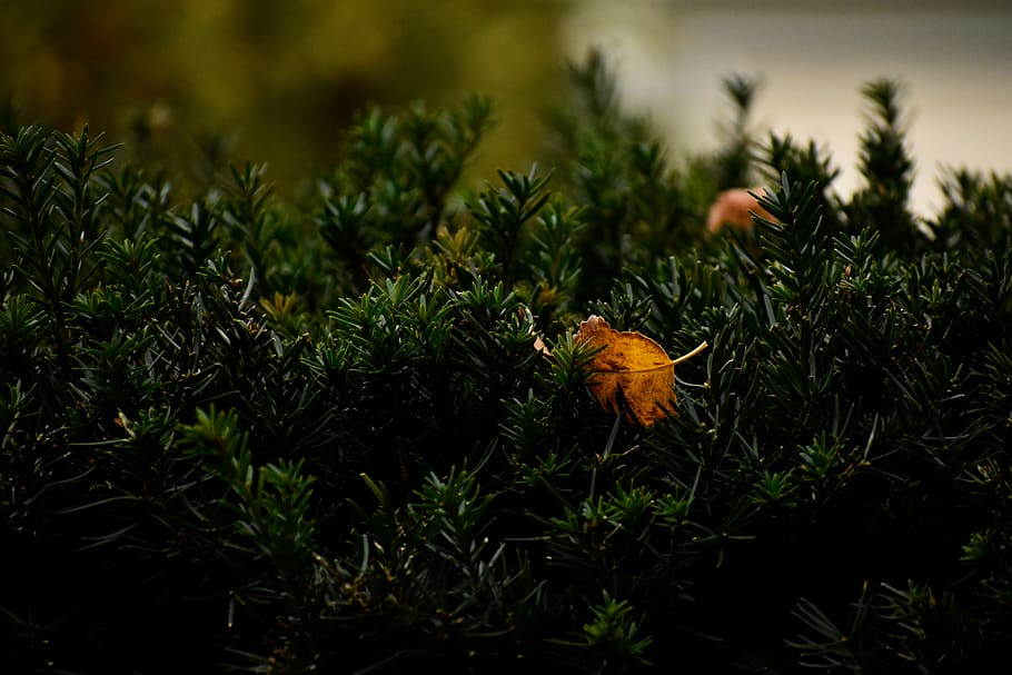 nature, bush, bokeh, pine, plant, growth, flower, beauty in nature, HD wallpaper