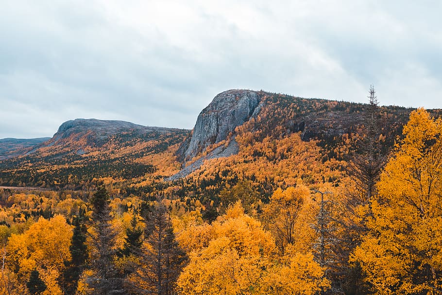 orange leafed trees, swift current, canada, flora, conifer, plant HD wallpaper