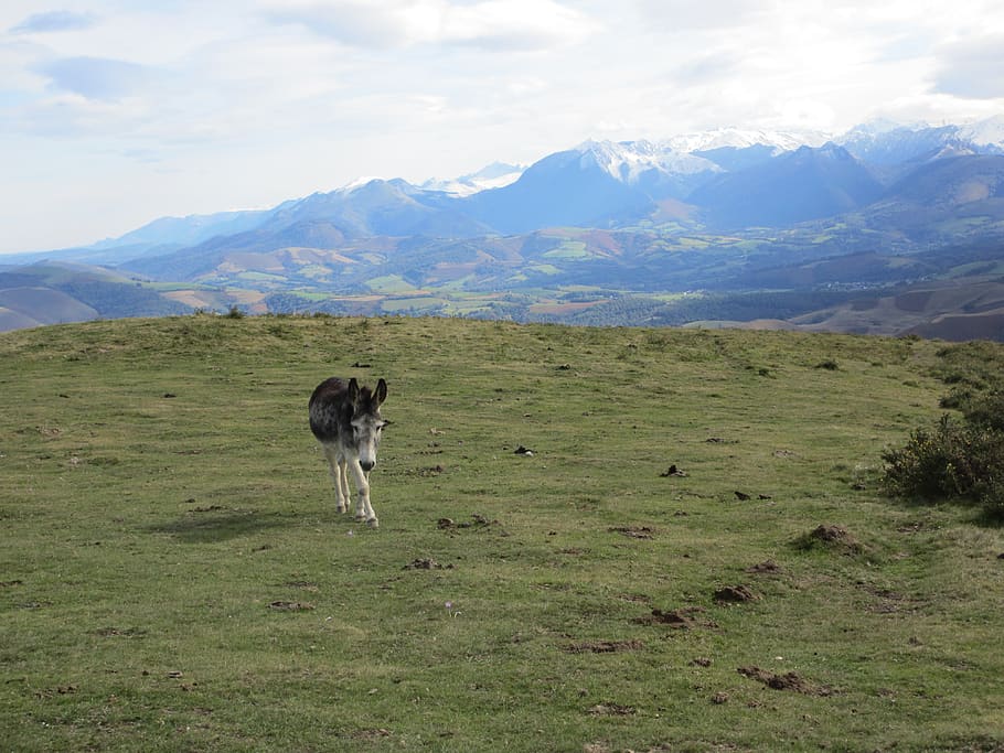 donkey, prairie, pyrénées, mountain, mammal, animal, domestic animals HD wallpaper