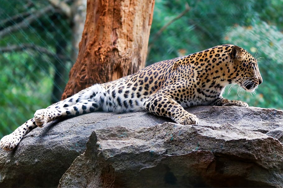stone, tree, zoo, predator, spotted, animal, wild, big cat HD wallpaper