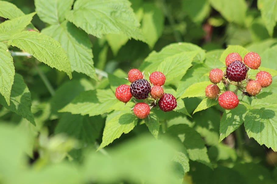raspberry, black raspberry, plant, bush, fruit, harvest, food HD wallpaper
