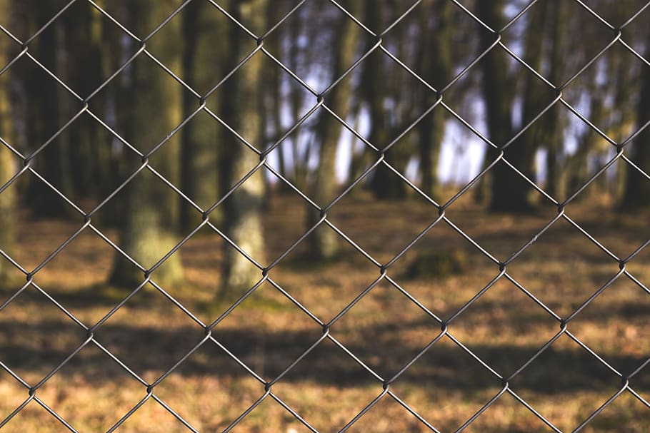 gray cyclone fence, trees, grass, poland, forest, plant, flora HD wallpaper
