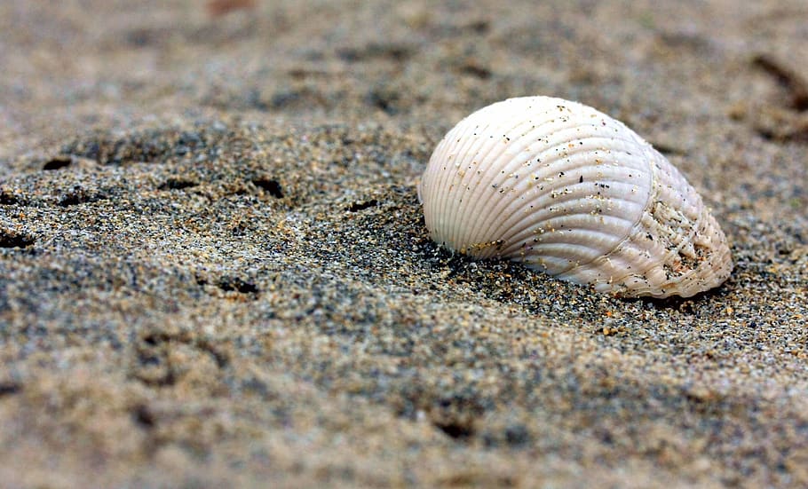 shell, beach, sand, flotsam, ocean, nature, coast, sea, animal wildlife HD wallpaper