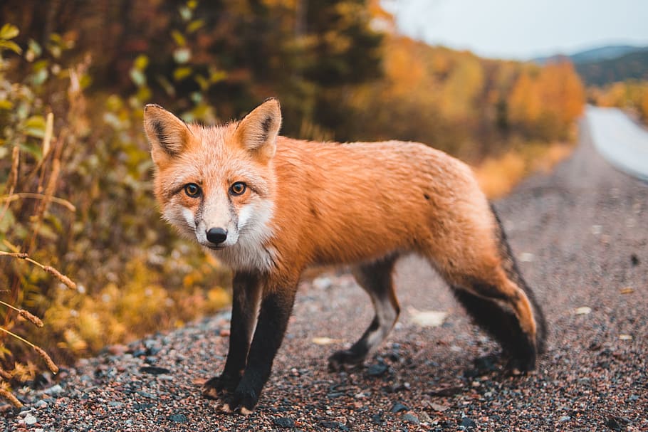 HD wallpaper: red fox, animal, orange, nature, wild, wildlife, rock, road,  fall | Wallpaper Flare