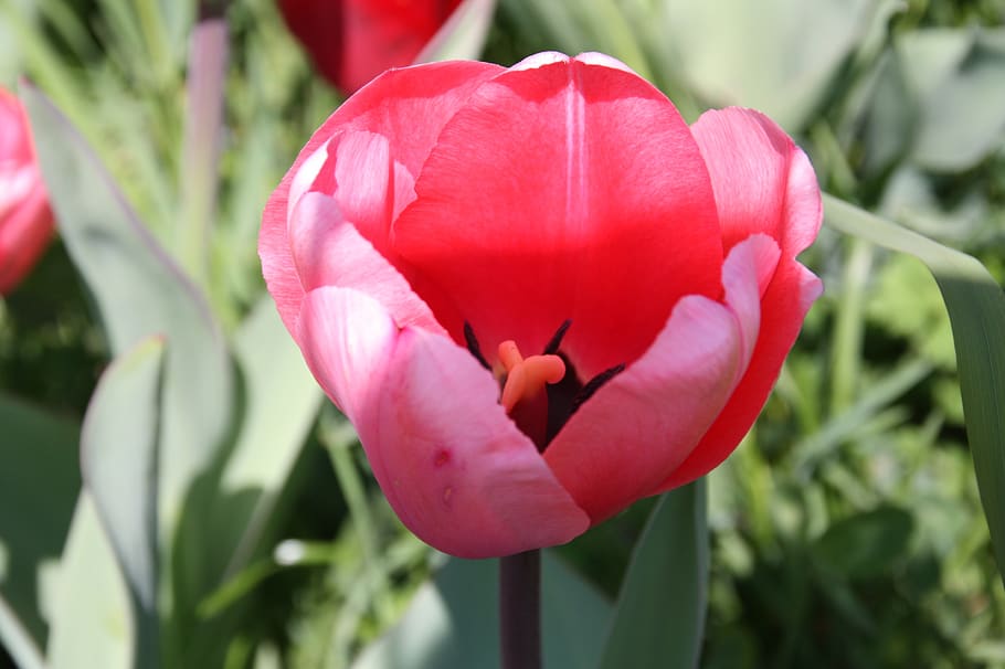 spring, blossom, bloom, tulips, flower, petals, close up, botany HD wallpaper