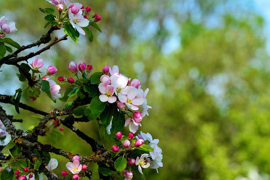 apple blossoms, apple tree, spring, flowers, apple tree flowers HD wallpaper