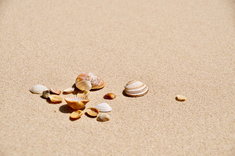 brown and white shells on brown surface, seashell, animal, sea life, HD wallpaper