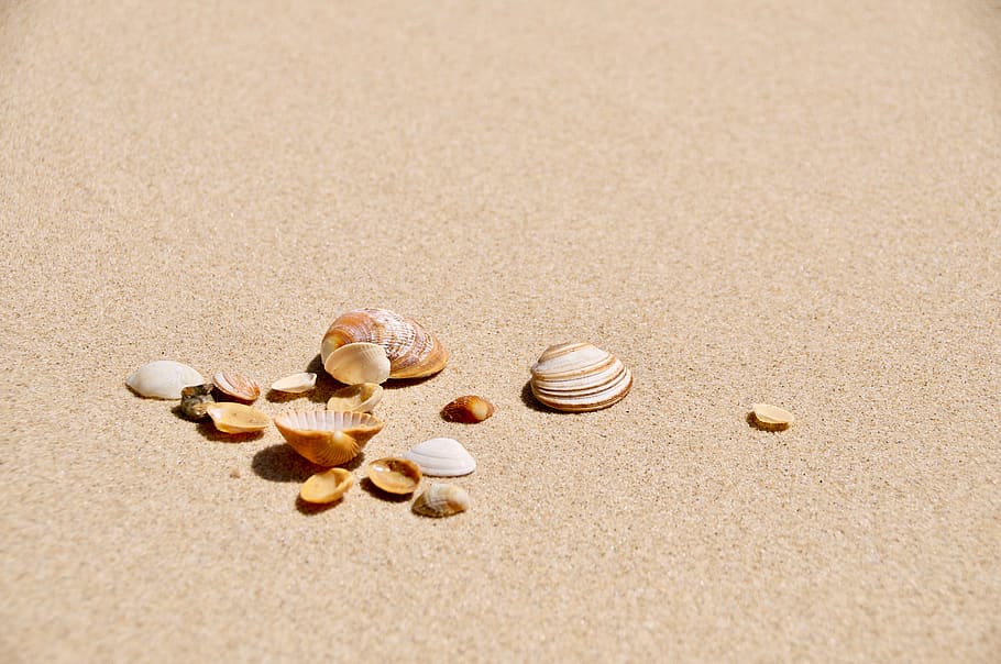 brown and white shells on brown surface, seashell, animal, sea life HD wallpaper