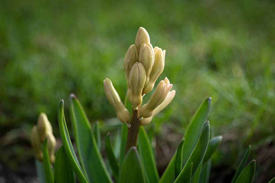 hyacinth, flower, spring, spring flower, bud, nature, garden HD wallpaper
