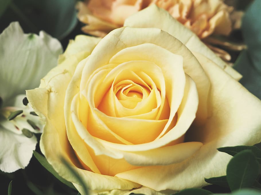 yellow petaled flower, flowering plant, rose, beauty in nature HD wallpaper