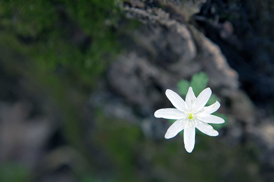 beautiful, blossom, bunch, closeup, detail, flora, floral, flores HD wallpaper