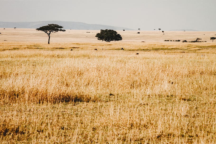 dried grass under blue sky, field, grassland, nature, savanna HD wallpaper