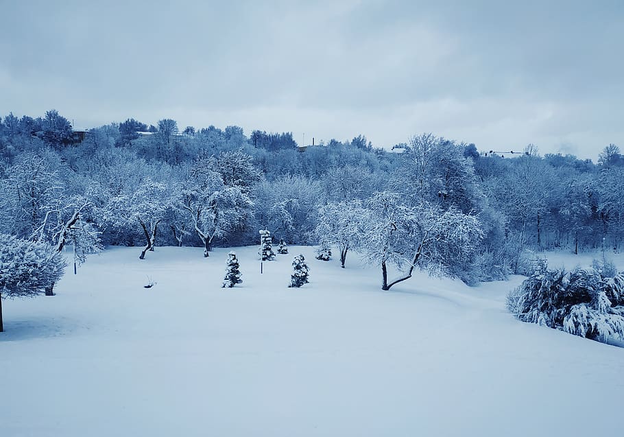 winter, forest, forests, in winter, landscape, nature, snow HD wallpaper