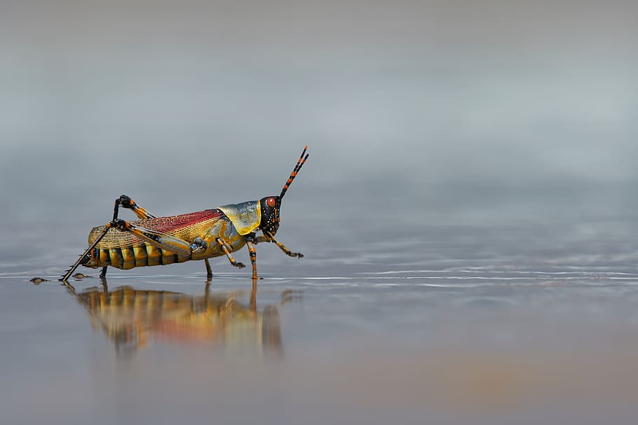 insect walking on ground, grasshoper, animal, invertebrate, grasshopper