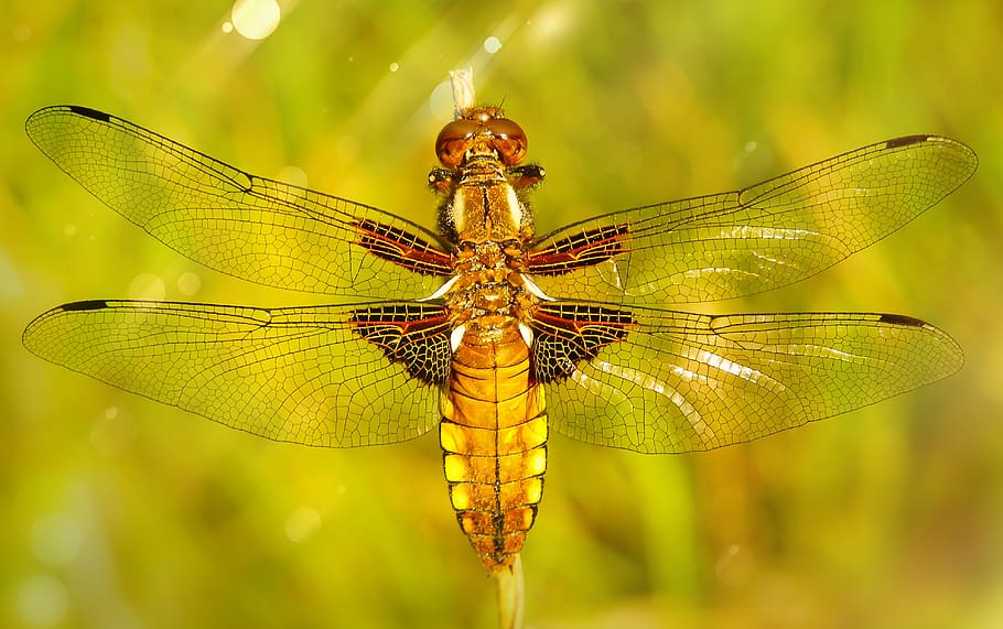 yellow bee close-up photo, dragonfly, insect, anisoptera, invertebrate, HD wallpaper