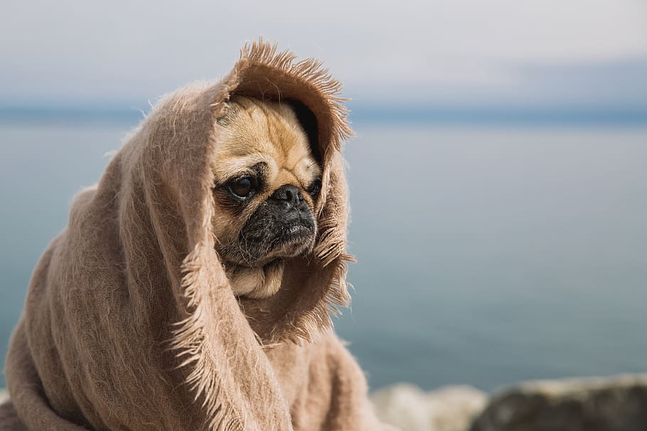 Wise Pug Thinking About The World Photo, Dogs, Beaches, Pets, HD wallpaper