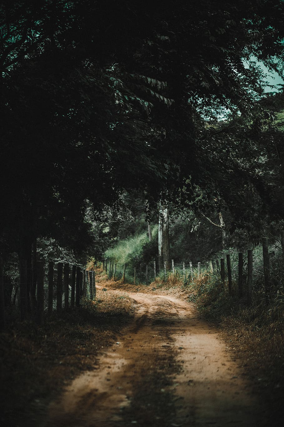 Brown Road Between Trees, dark, dawn, daylight, environment, evening HD wallpaper
