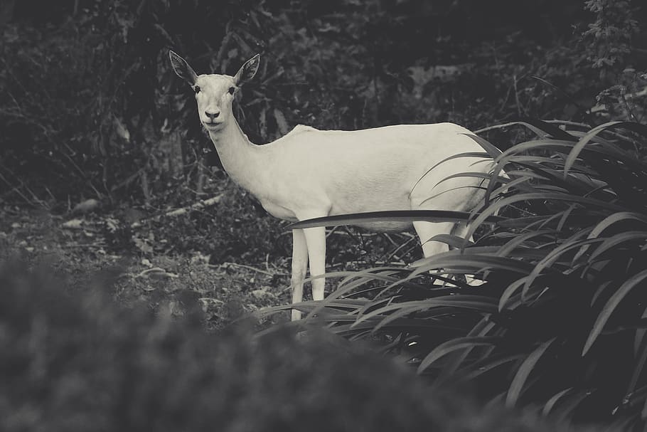 animals, deers, forest, trees, chennai, india, nature, blackandwhite HD wallpaper