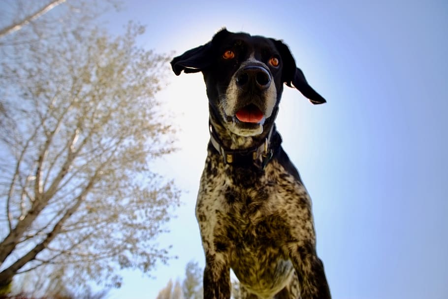 dogs, trees, one animal, canine, animal themes, domestic, pets HD wallpaper