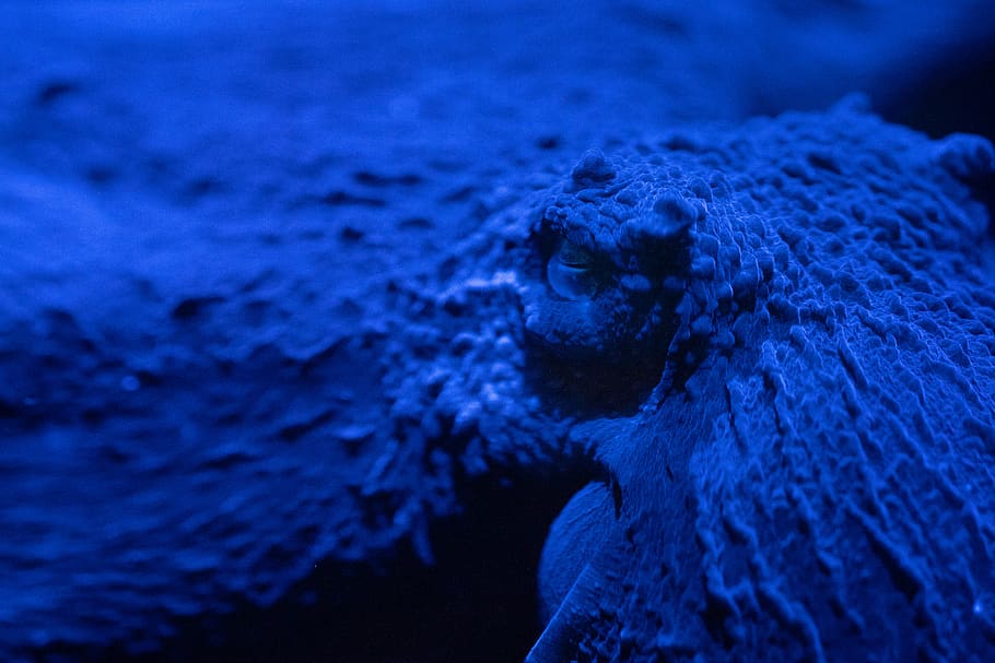 blue octopus, animal wildlife, animal themes, one animal, animals in the wild HD wallpaper