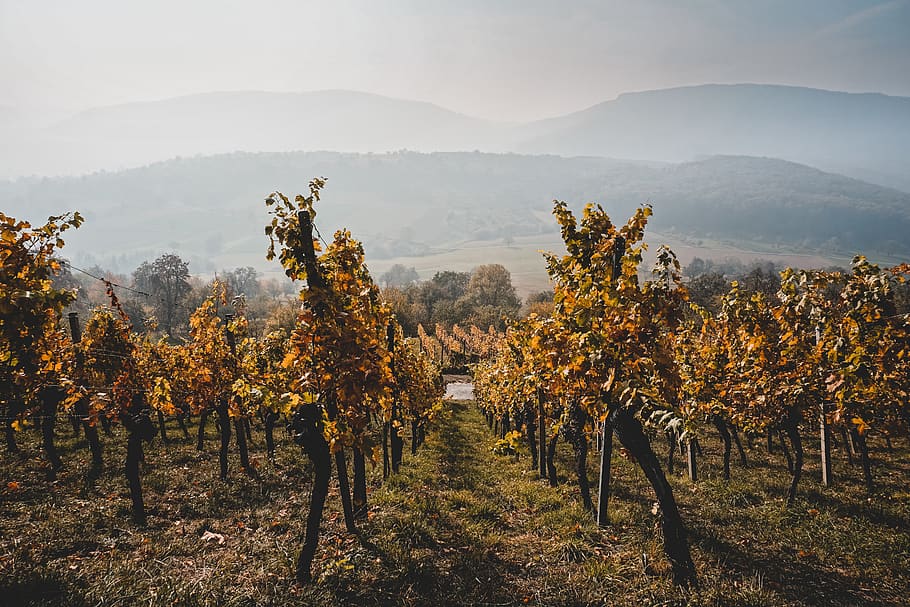 green trees, nature, outdoors, rural, farm, countryside, vineyard HD wallpaper
