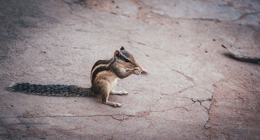 squirrel, kangaroo, mammal, wallaby, animal, rodent, india, gandhinagar HD wallpaper