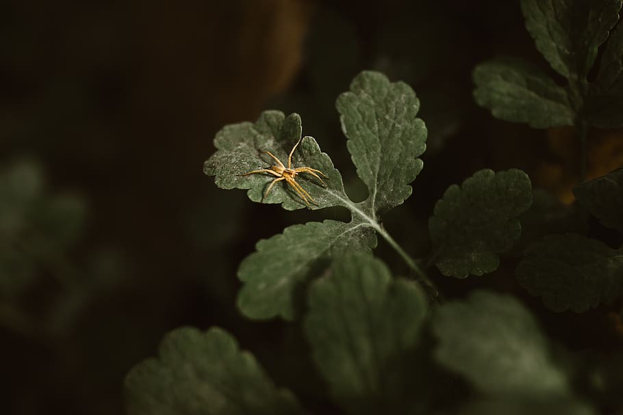 brown spider on green leaf, ivy, flora, plant, planter, vase HD wallpaper
