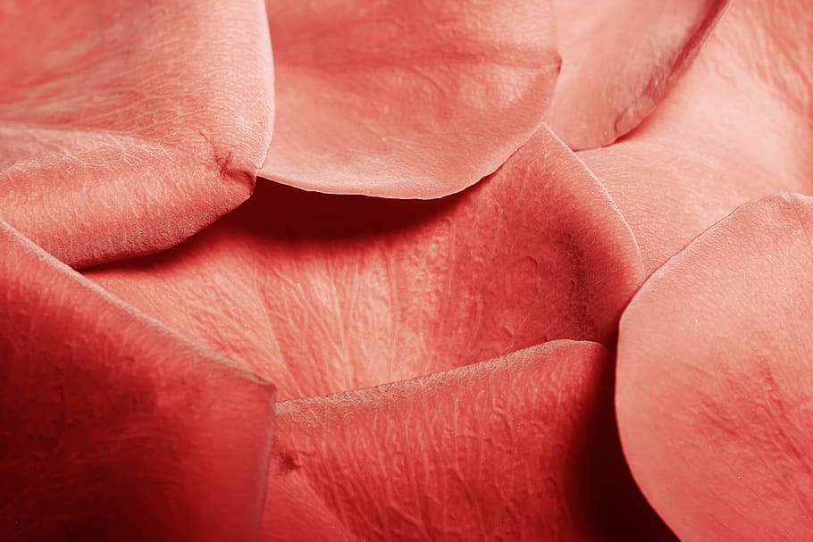 con2011, flower, fresh, gift, isolated, petals, photo, red HD wallpaper