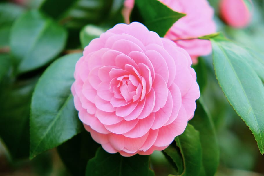camellia, punk, flower, spring, blooming, petals, pink color