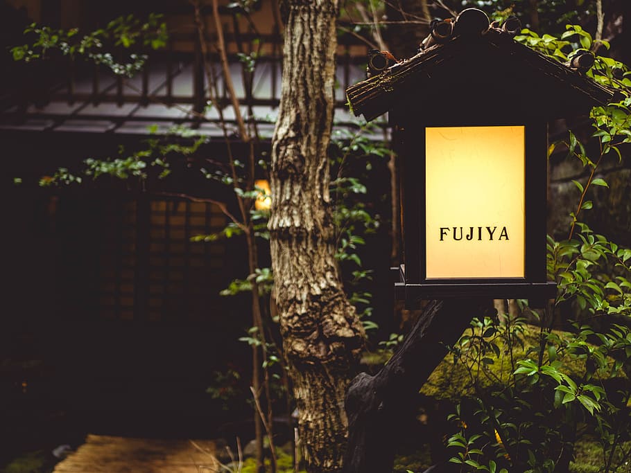 fujiya lamp on tree, communication, text, plant, illuminated HD wallpaper
