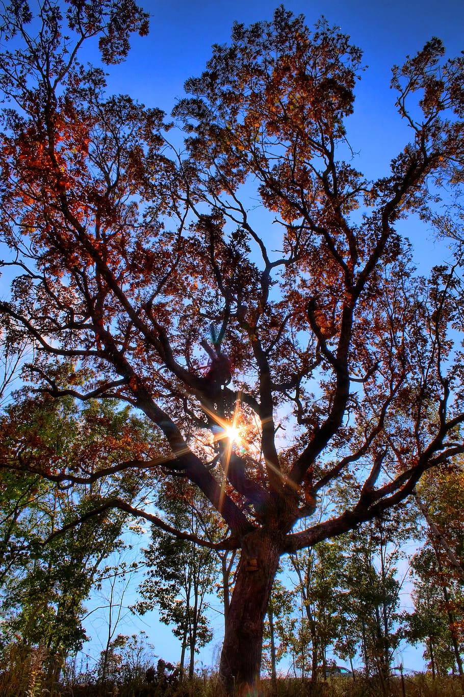tree, sky, landscape, clouds, sun, atmosphere, love, outdoors HD wallpaper