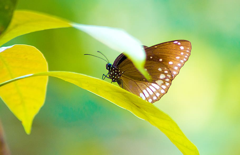 macro, wing, insect, garden, forest, tree, green, nature, butterfly HD wallpaper