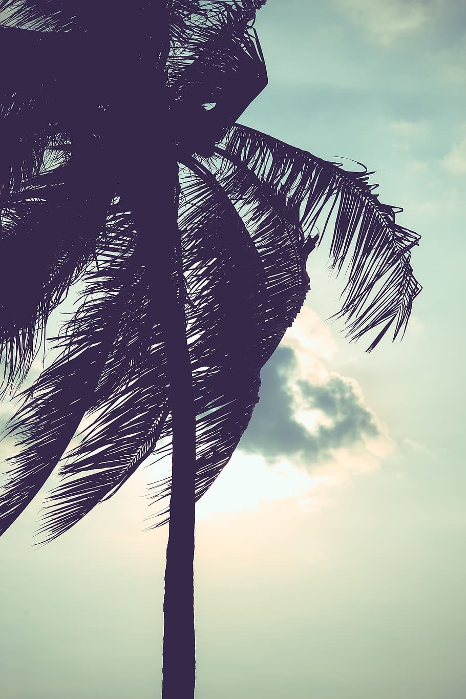 palm, tree, summer, holiday, trees, sky, palm tree, cloud - sky HD wallpaper