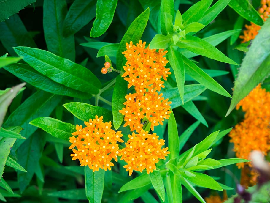 Orange Flowers with Ants, Animals, Fall, Leaves, Macro, Nature HD wallpaper