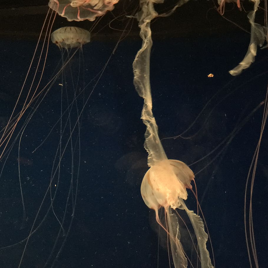 jellyfish, sea life, animal, invertebrate, aquatic, water, aquarium, HD wallpaper
