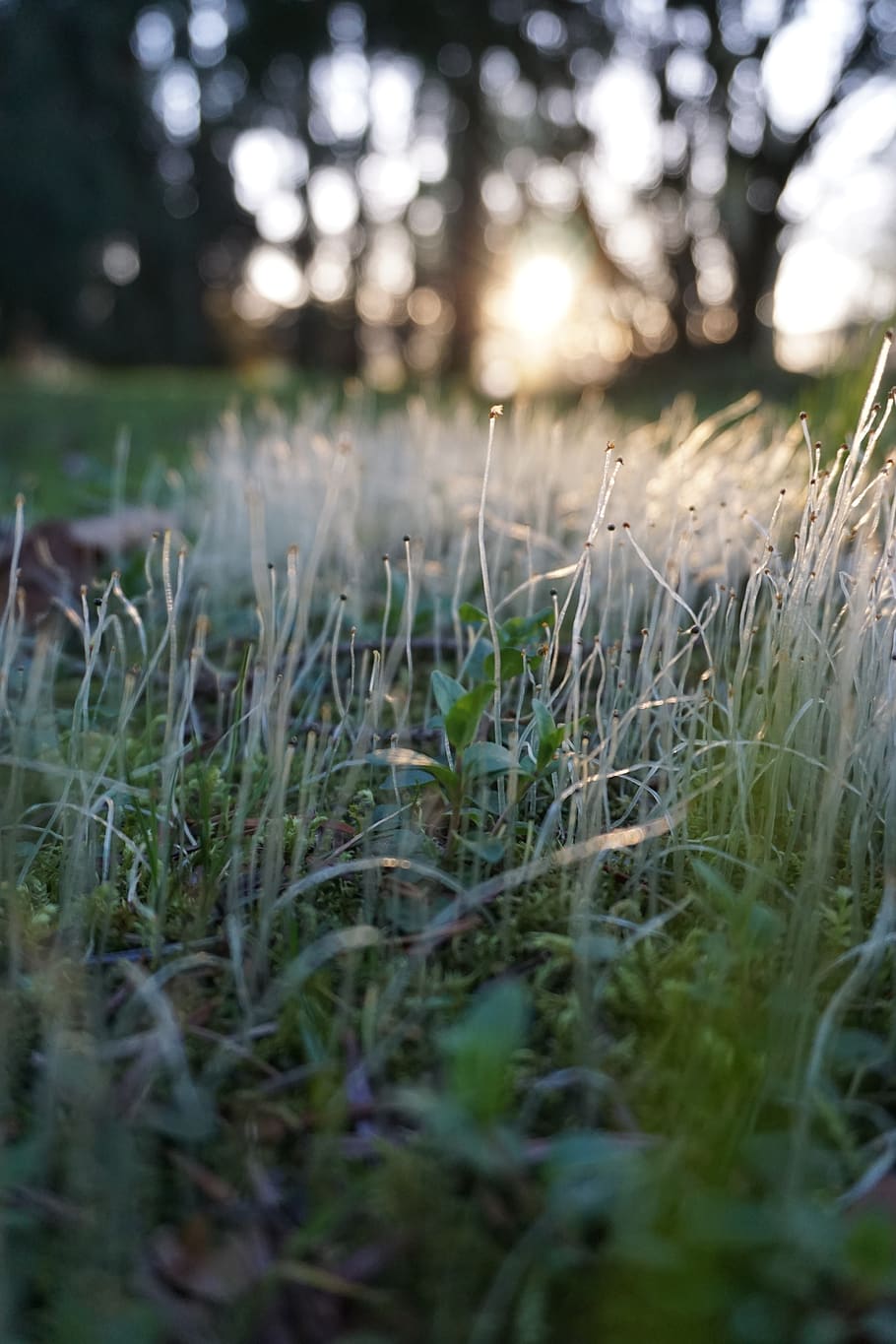 green, grass, nature, landscape, garden, plant, growth, selective focus HD wallpaper