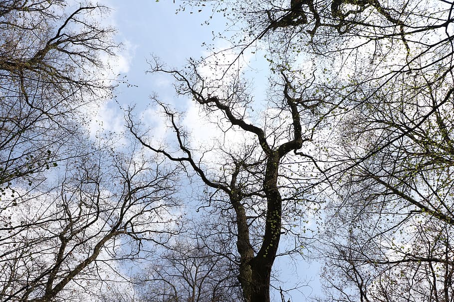 tree, nature, spring, sky, low angle view, plant, branch, bare tree HD wallpaper