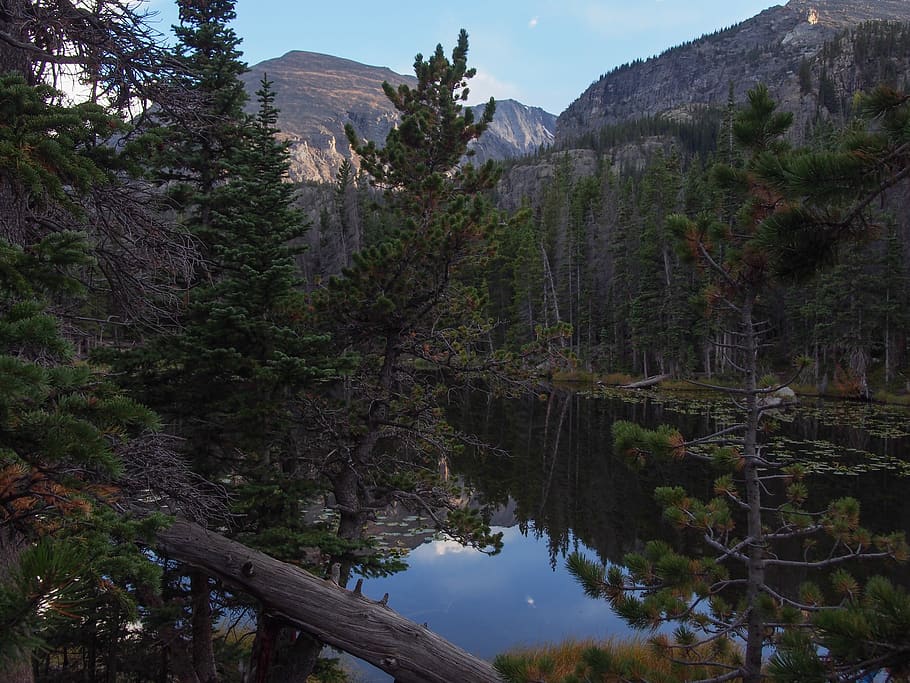 lagoon surrounded by trees during daytime, plant, abies, fir HD wallpaper