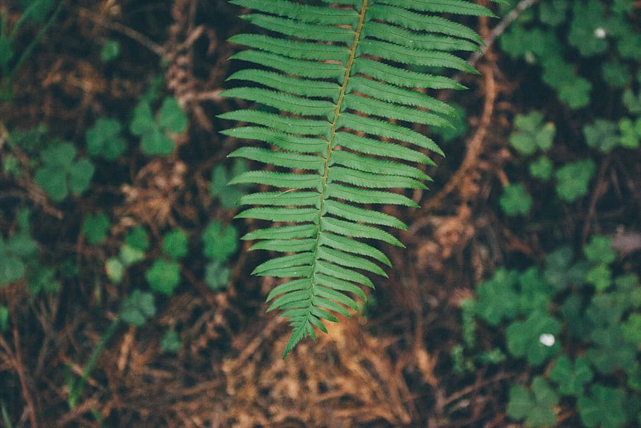 leaf, forrest, green color, plant, growth, plant part, nature HD wallpaper