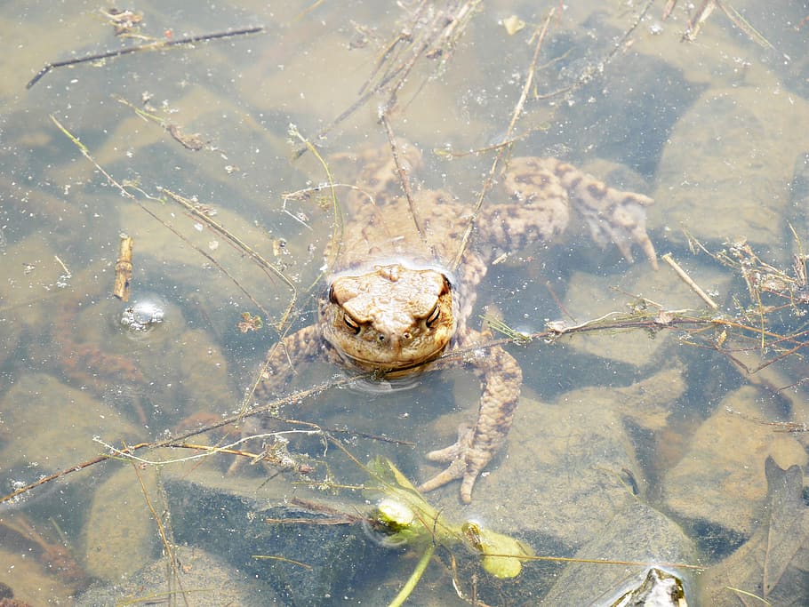 spring, frog, nature, plant, water, pond, animal themes, one animal HD wallpaper