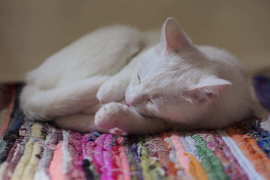 pets, domestic, animal themes, mammal, domestic animals, cat HD wallpaper