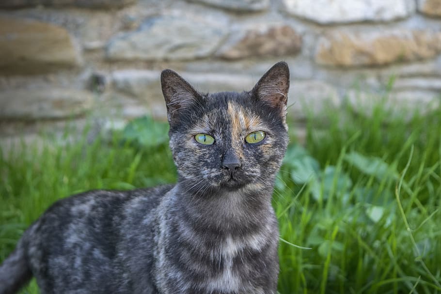 cat, grass, animals, pets, feline, tamed, domestic animals HD wallpaper