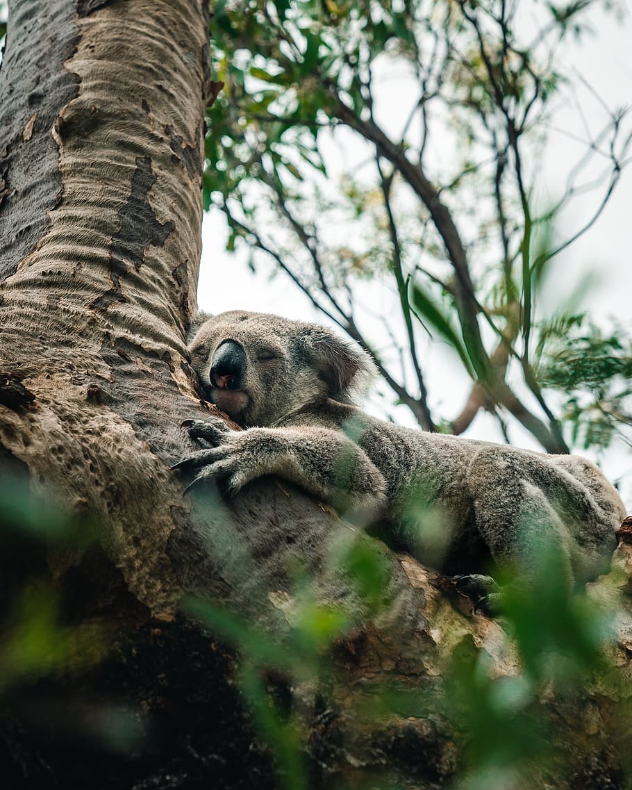 gray koala on tree, animal themes, plant, mammal, animal wildlife HD wallpaper