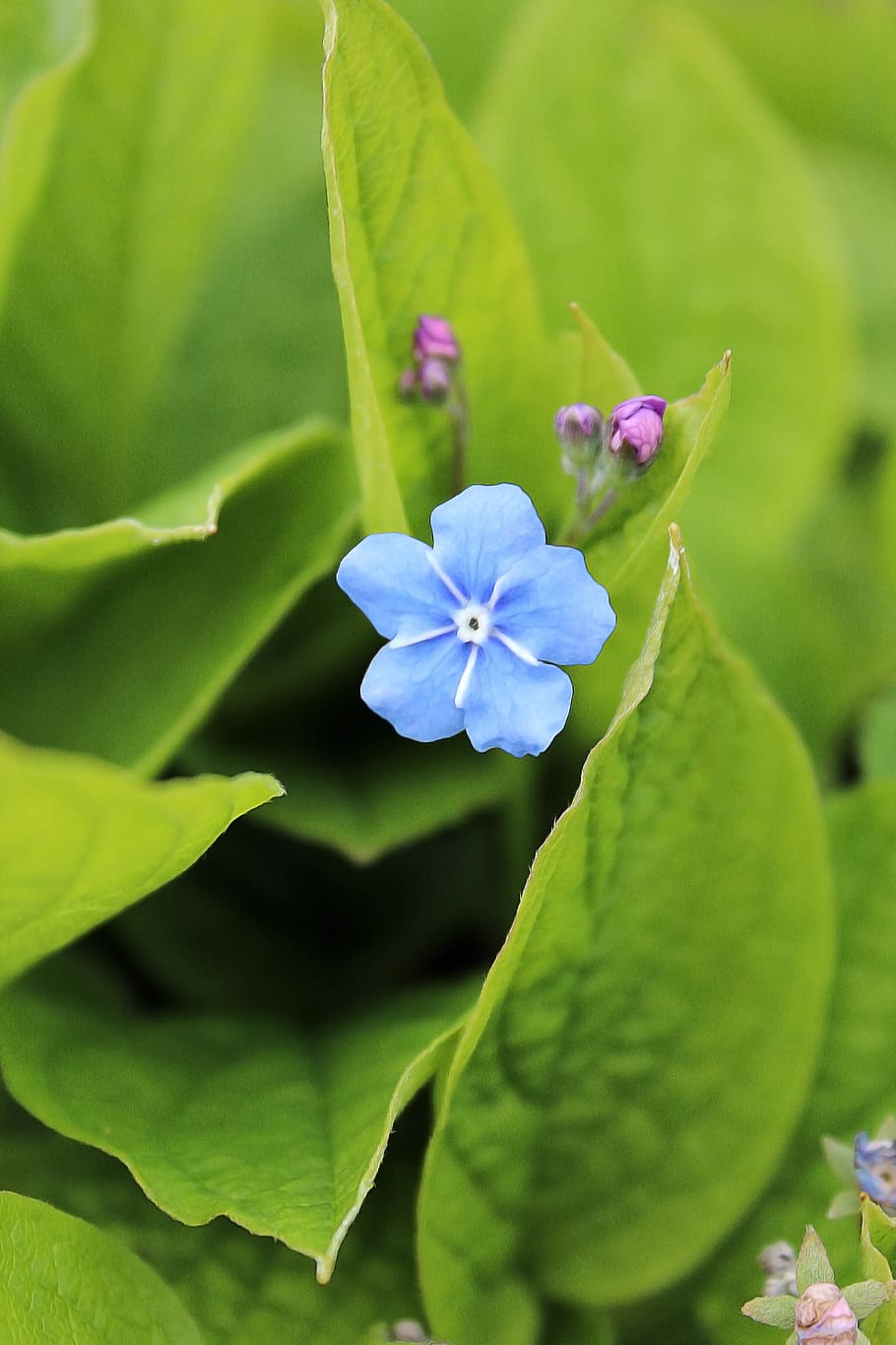 spring flower, springtime, nature, bloom, plant, garden, blossomed HD wallpaper