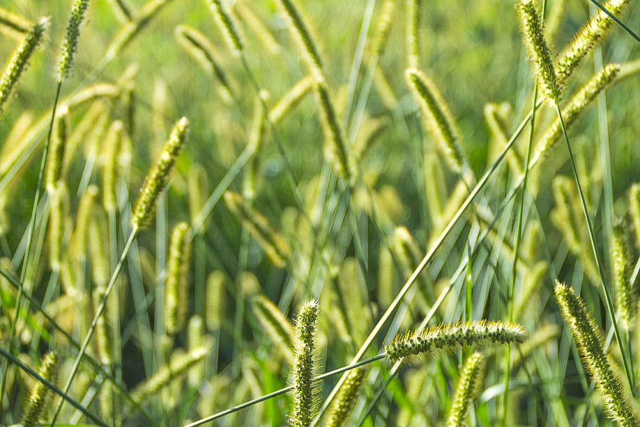 fields, macro, green, harvest, plant, agriculture, growth, cereal plant HD wallpaper
