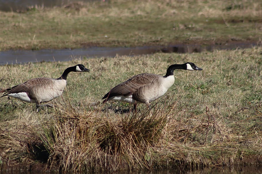geese, waterfowl, wild geese, canada goose, meadow, animal world